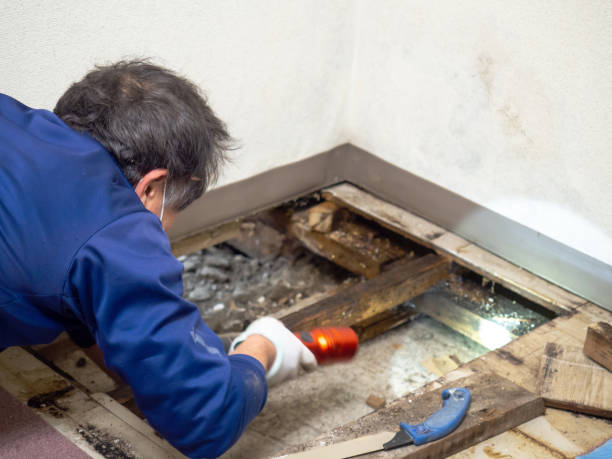 Best Black Mold Removal  in Broken Bow, NE
