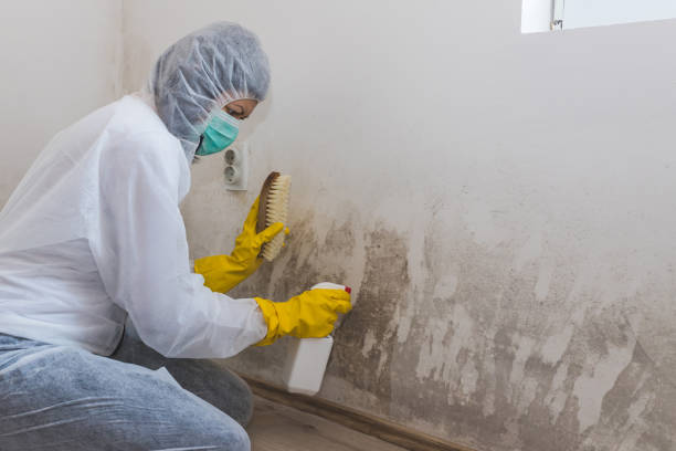 Best Best Mold Removal Companies  in Broken Bow, NE