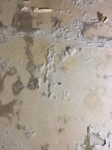 Best Toxic Mold Removal  in Broken Bow, NE