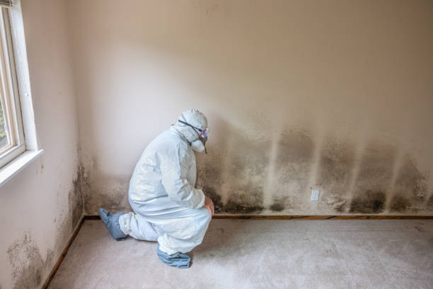 Best Certified Mold Removal  in Broken Bow, NE