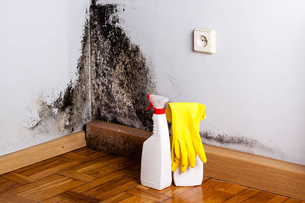 Best Mold Testing  in Broken Bow, NE